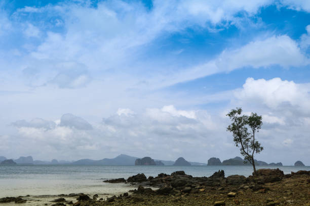 istock Koh Yao Noi island single tree standing by the beach, Phuket, Thailand 1162574694