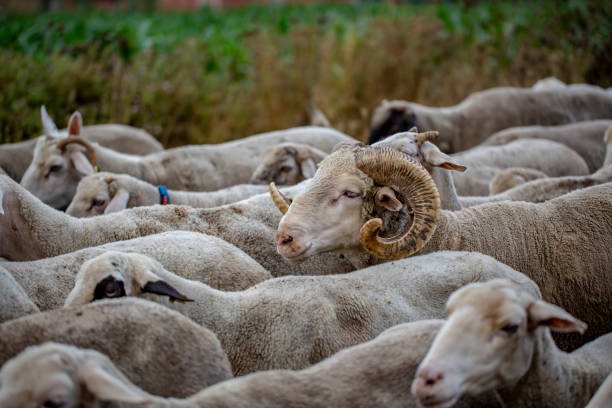 istock Sheep animal farm lamb agriculture wool white 1162576032