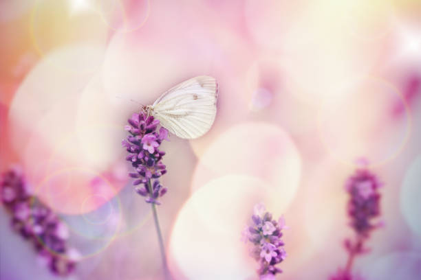 istock Butterfly on lavender flower, selective focus on white butterfly 1162576116