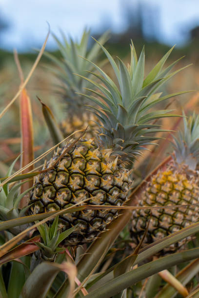 istock Pineapples growing in the field 1162576187