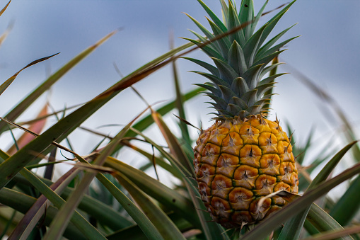 Two ripe pineapples growing on plantation, Azores