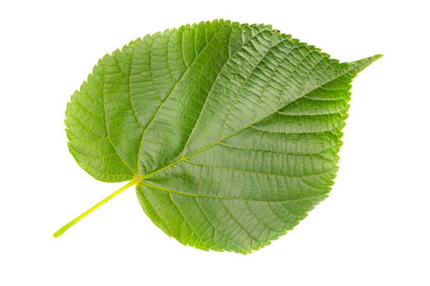 One single leaf of lime tree or linden isolated against white background. Tilia stock photo
