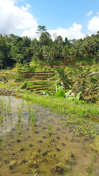 istock Tegallalang Rice Terrace, Bali, Indonesia 1162577645