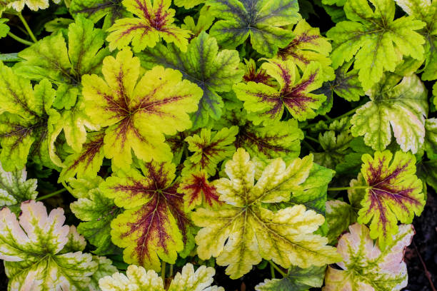 istock Various plant flower label photos 1162577818