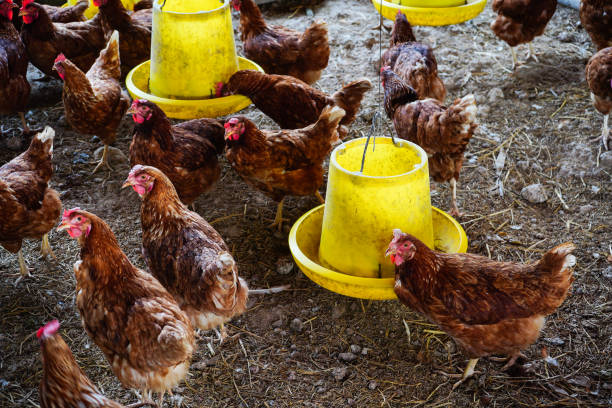 istock Traditional free range poultry farming 1162578727