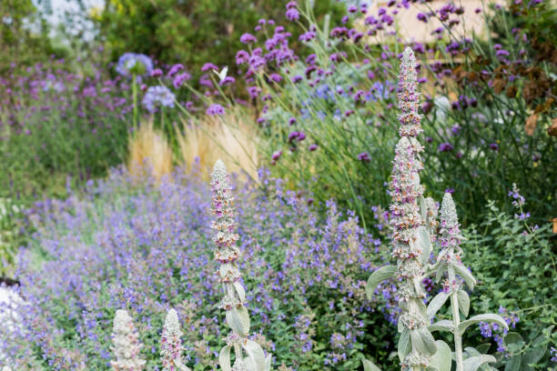istock Various plant flower label photos 1162579152