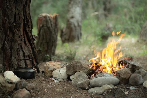 Campfire near to an old tree trunk and a tea pot on the ground in the forest.
