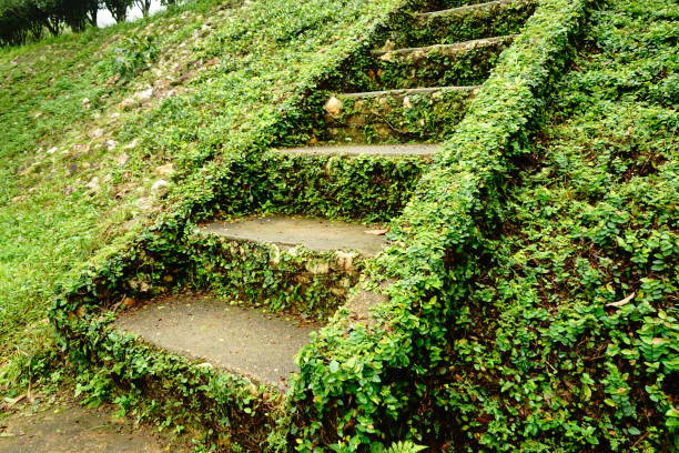 istock Old stone staircase covered with moss and grass 1162582744