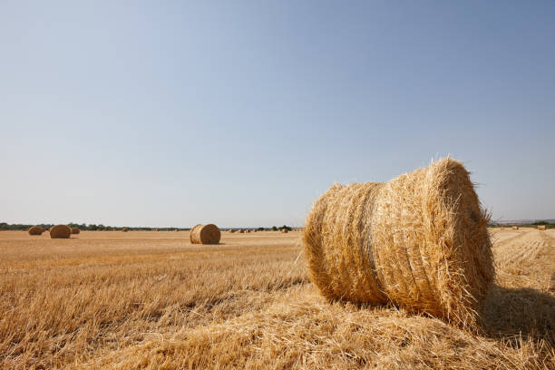 istock Agriculture field with round hay bales 1162584540
