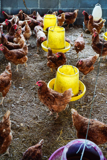 istock Traditional free range poultry farming 1162584565