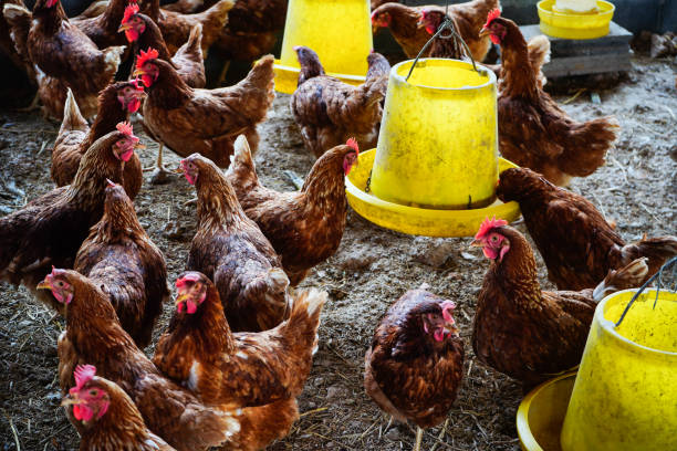 istock Traditional free range poultry farming 1162584679
