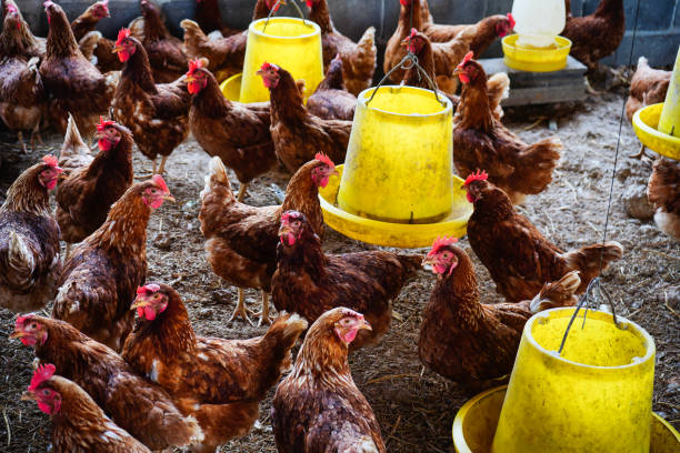 istock Traditional free range poultry farming 1162584710