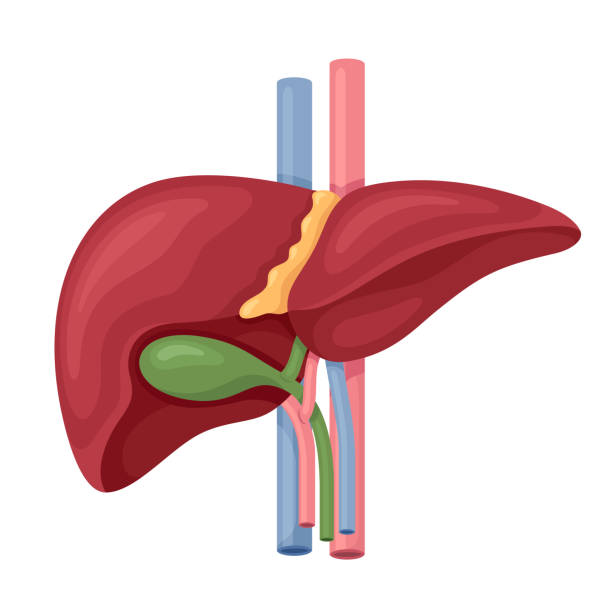 human liver anatomy vektor - galle stock-grafiken, -clipart, -cartoons und -symbole