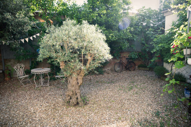 istock French style courtyard garden with olive tree 1162585938