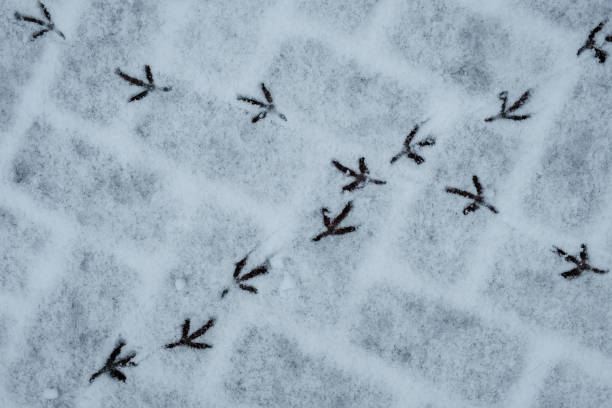 istock footprints of birds in the snow 1162586028