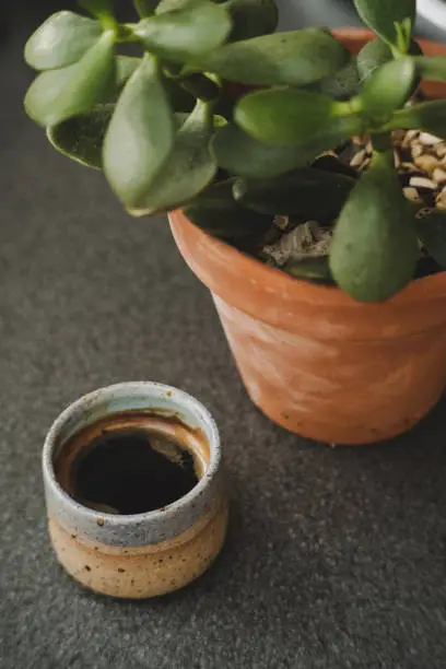 Espresso in demitasse and succulent houseplant millenial