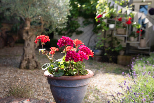 istock French style courtyard garden 1162587288