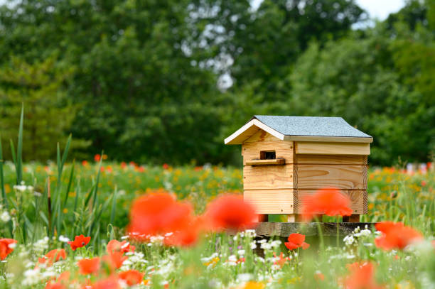 ポピーとワイルドフラワーの前景を持つ蜂の家ハイブ - poppy field red flower ストックフォトと画像