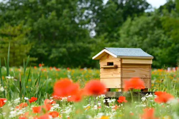 Bee House Hive with poppies and wildflowers in the foreground, trees in the background
