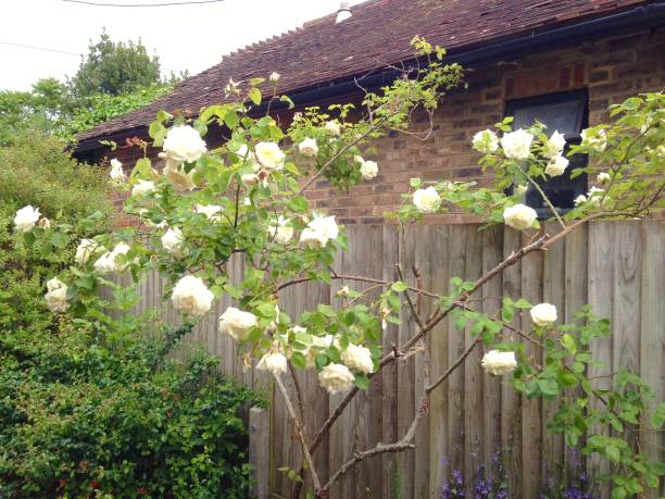 istock White Rose Bush and Wooden Fence Background 1162587532