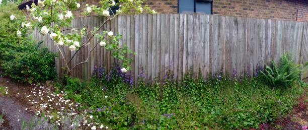 istock White Rose Bush and Wooden Fence Wide Angle 1162587537