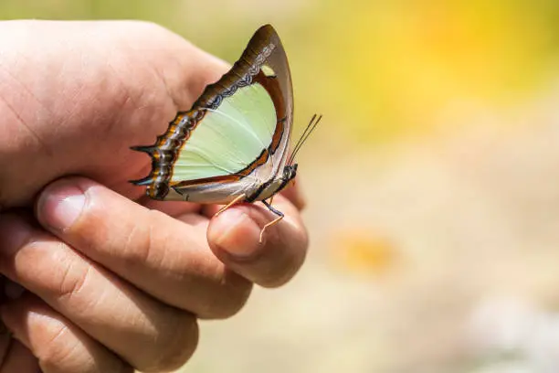 Portrait of live butterflies. Butterfly sitting on the finger of a man.