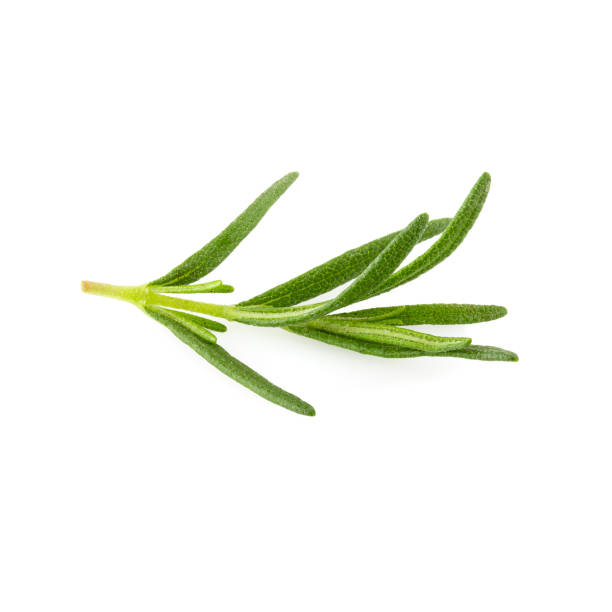 istock Fresh rosemary isolated on a white background. 1162587848