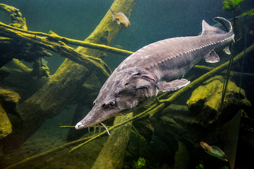 Close-up of a large beluga sturgeon in a lake during the migration season. This type of fish is known for the highest quality caviar.
