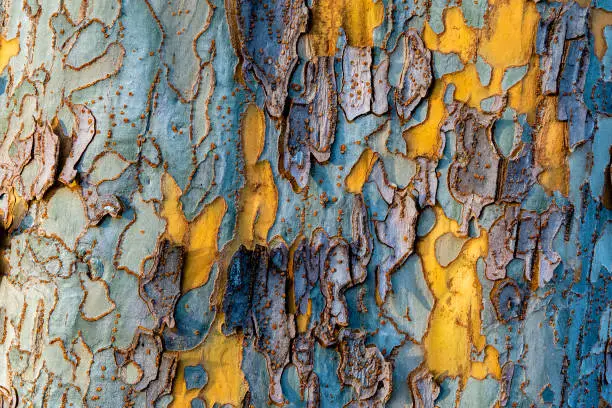 The bark of a sycamore tree displaying the colors yellow, blue and purple- texture or background