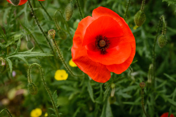 A close-up view of a Poppy flower