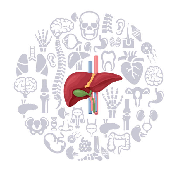 ilustrações de stock, clip art, desenhos animados e ícones de human liver collage - cigarette tobacco symbol three dimensional shape