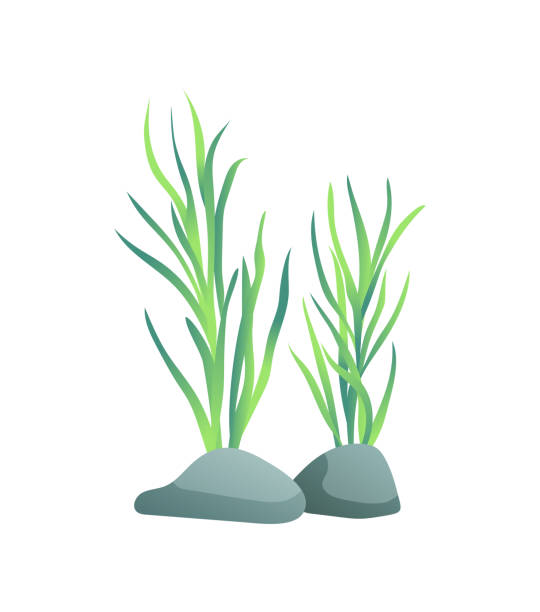 иллюстрация морских или декоративных аквариумных водорослей - sea grass stock illustrations