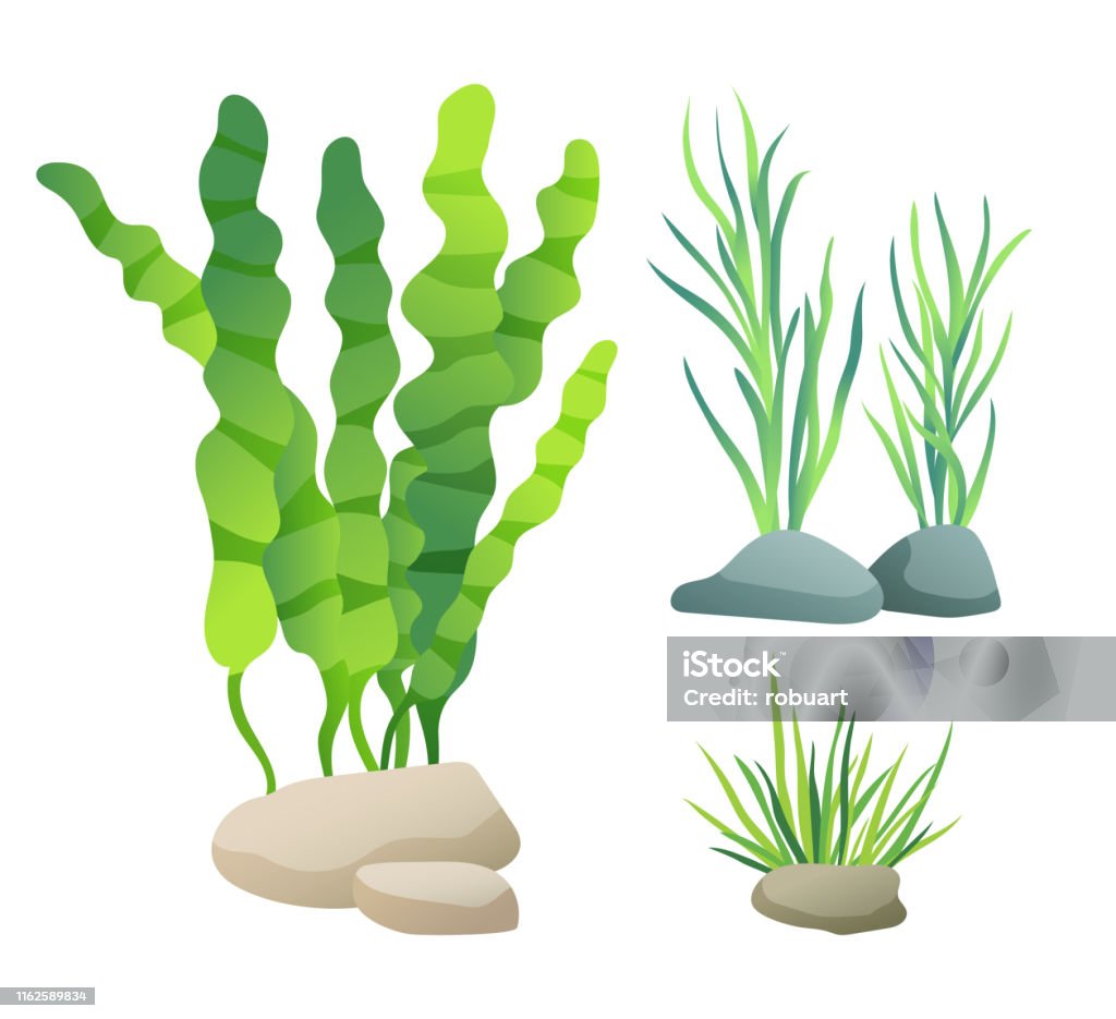 Sea Or Aquarium Algae Types Color Illustration Set Stock Illustration -  Download Image Now - Sea Grass - Plant, Algae, Animal Wildlife - iStock