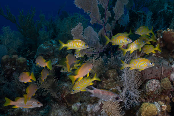 Caribbean coral reef A school of fish with the French grunt (Haemulon flavolineatum), snapper and squirrelfish in Grand Cayman - Cayman Islands french grunt photos stock pictures, royalty-free photos & images