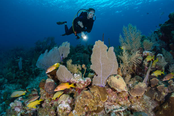 Caribbean marine life and female diver View of a female diver and the stunning marine life in Grand Cayman Island, Cayman Islands caesar grunt photos stock pictures, royalty-free photos & images