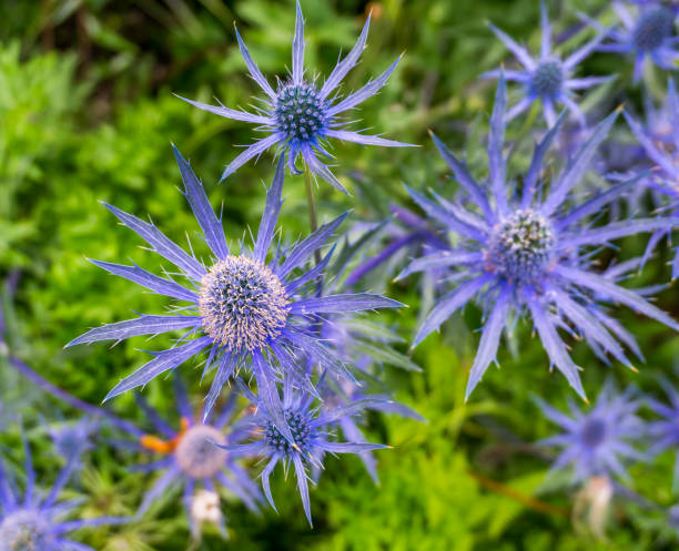istock Star-like Flowers Close-up 2 1162590032