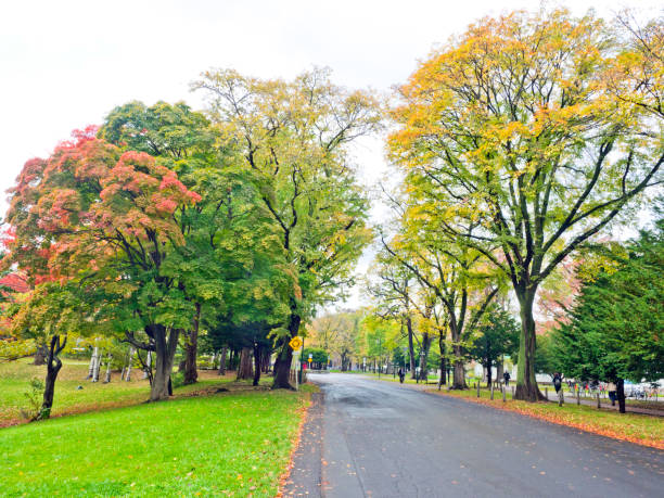 istock Hokkaido University in autumn. 1162591637