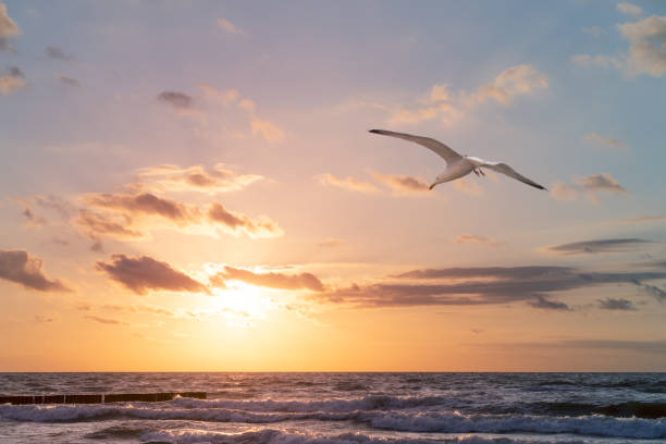 istock Baltic sea and seagull on sunset sky 1162591660