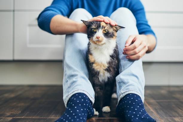 Domestic life with cat