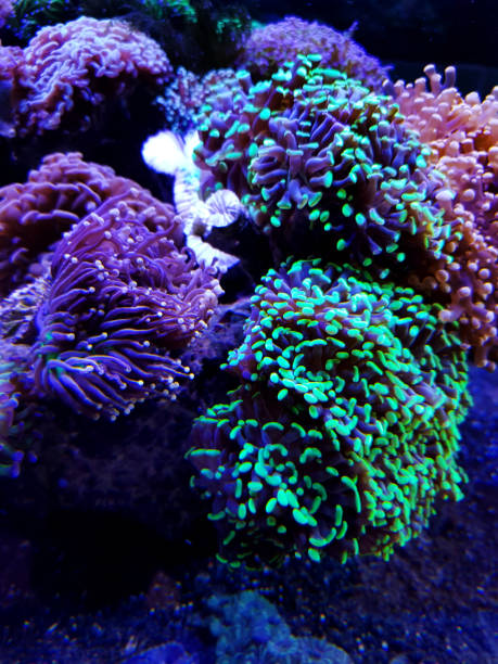 istock Coral reef. Underwater colorful background. 1162593888
