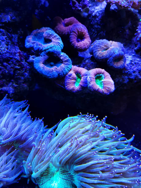 istock Coral reef. Underwater colorful background. 1162593889