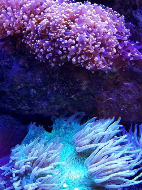 istock Coral reef. Underwater colorful background. 1162593895