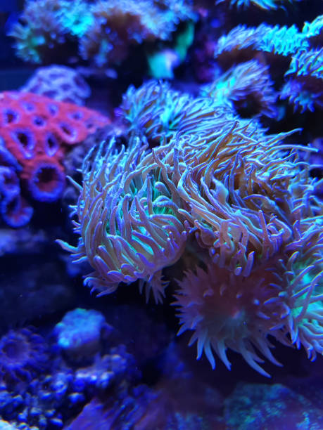 istock Coral reef. Underwater colorful background. 1162593897