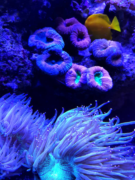 istock Coral reef. Underwater colorful background. 1162593900