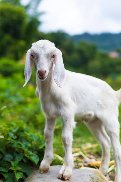 Beautiful cute baby goat, posing to camera, Pokhara Nepal