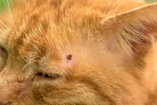 tick feeding on cat, close up - ectoparasite imagens e fotografias de stock