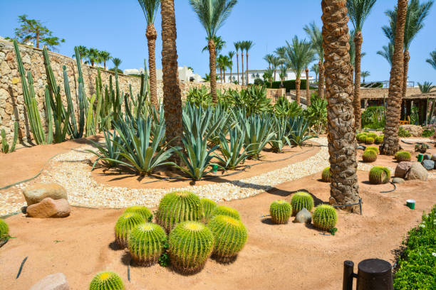 istock hotel garden in egypt 1162597233