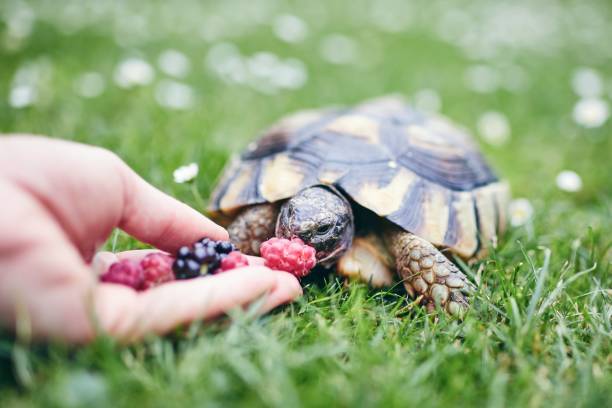 Raspberry and blackberry for home turtle Raspberry and blackberry for home turtle. Close-up view of hand with fruit for domestic pet in grass on back yard. exotic pets photos stock pictures, royalty-free photos & images