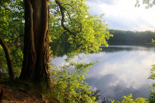 istock Beautiful summer landscape in a state park. 1162597450