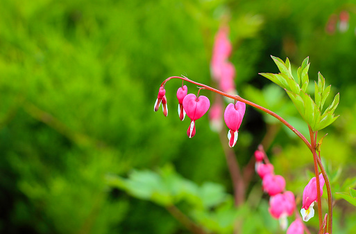 Summer background of pink Bleeding heart (Lamprocapnos spectabilis) flowers or Dicentra spectabilis hanging in a line on blur green background. Selective focus.